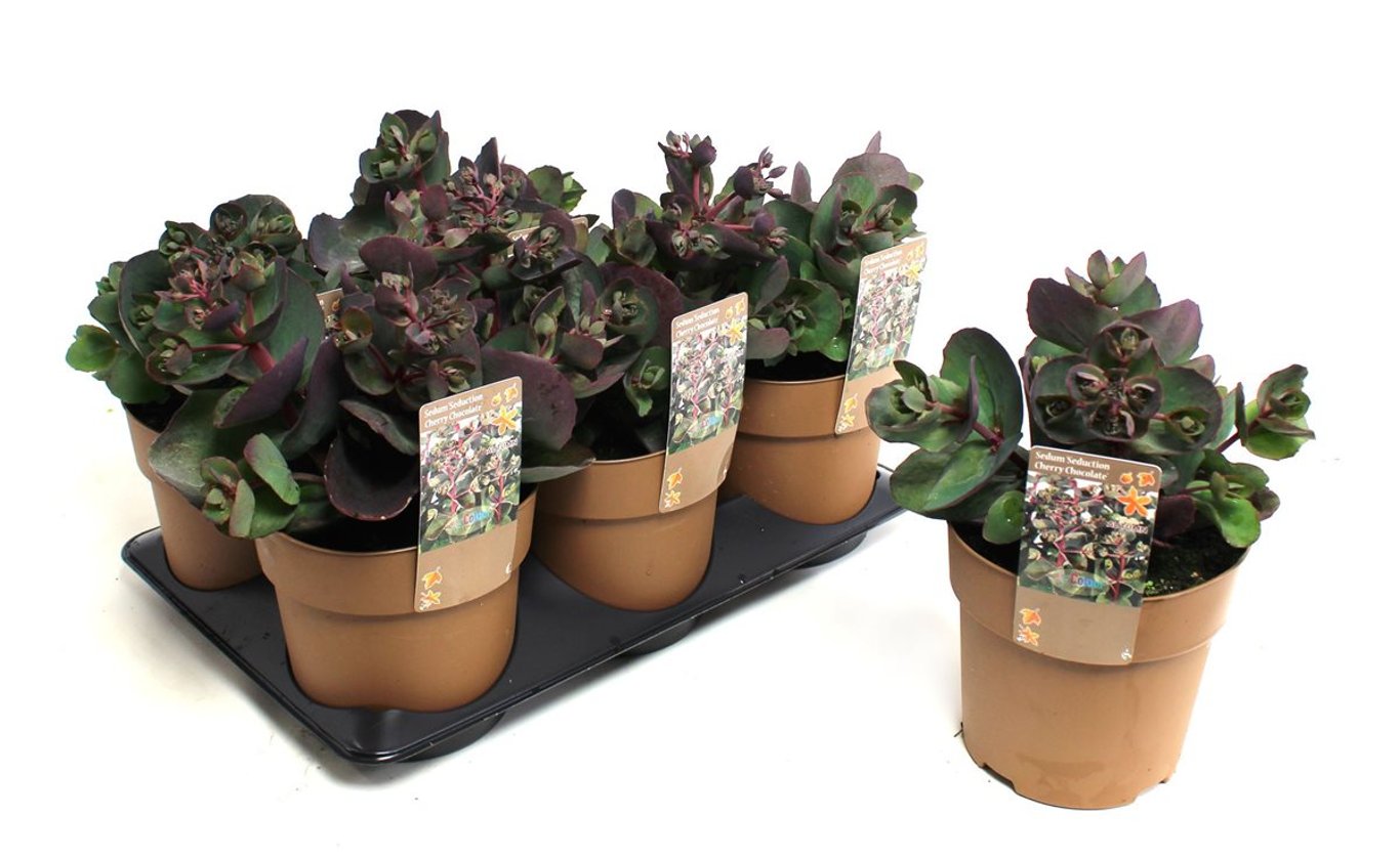 Sedum t. 'Seduction Cherry Chocolate' - C1,5